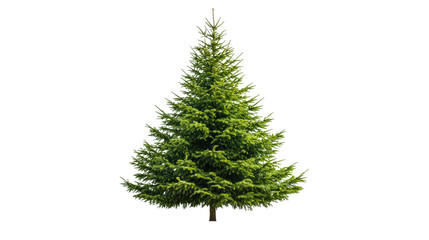 Fototapeta premium Fir tree with cone shape, Transparent background, PNG file