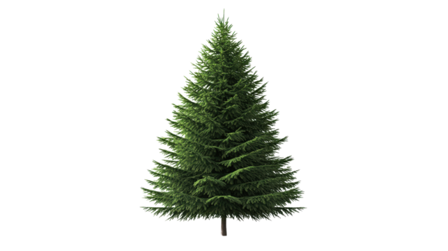 Fir tree with cone shape, Transparent background, PNG file