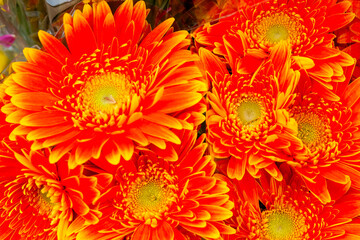 gerbera popular garden flower