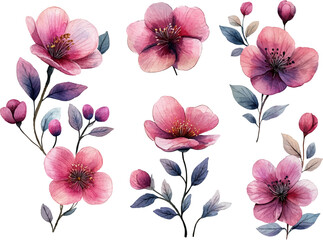 pink and white flowers