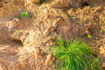 Meerkat, Suricata suricatta, on hind legs. Portrait of meerkat standing on hind legs with alert expression. Portrait of a funny meerkat sitting on its hind legs.