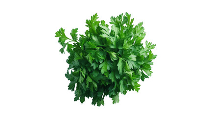 Obraz premium Fresh parsley bunch Transparent background, PNG file