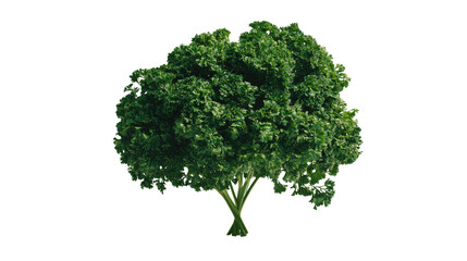 Fototapeta premium Fresh parsley bunch Transparent background, PNG file