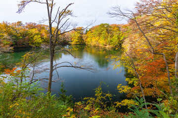 日本の風景・秋　世界遺産・白神山地　紅葉の十二湖　王池