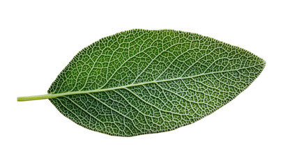 Obraz premium Fresh sage leaf Transparent background, PNG file