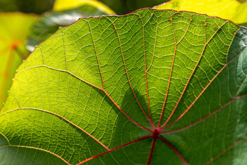 nasturtium