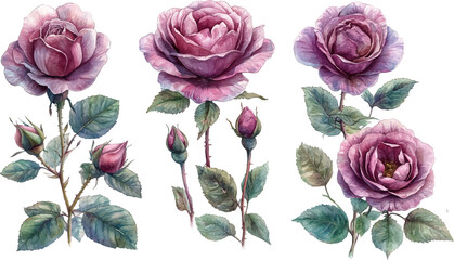 Fototapeta premium bouquet of roses