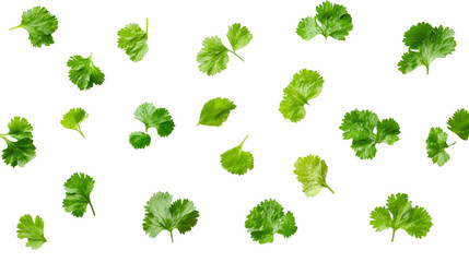 Fresh coriander leaf Transparent background, PNG file