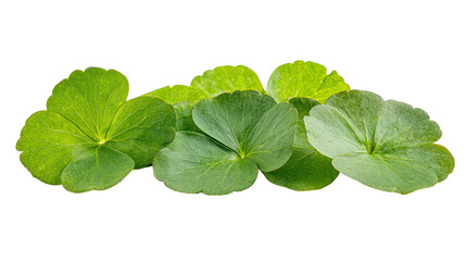 Fresh coriander leaf Transparent background, PNG file