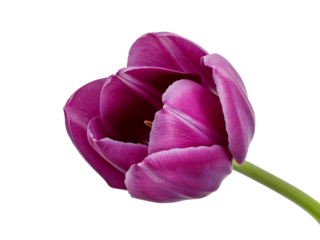 Single purple tulip flower with green stem isolated on transparent background