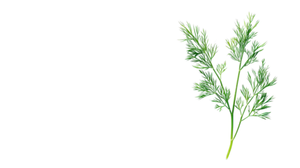Fresh dill sprig Transparent background, PNG file