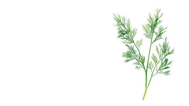 Fresh dill sprig Transparent background, PNG file