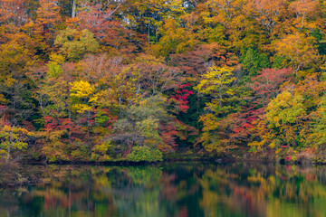 日本の風景・秋　世界遺産・白神山地　紅葉の十二湖　王池