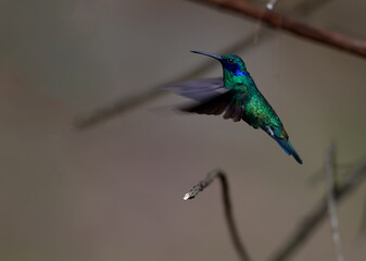 Fototapeta premium Purple-throated Sunangel at Huembo Reserve, Amazonas — a jewel of the Andean cloud forest captured in a moment of stillness