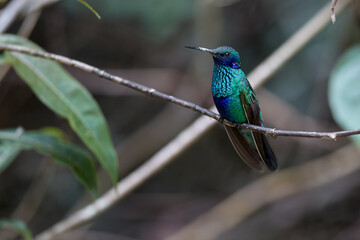 Fototapeta premium Purple-throated Sunangel at Huembo Reserve, Amazonas — a jewel of the Andean cloud forest captured in a moment of stillness