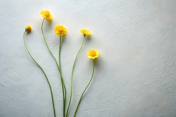Minimalist Arrangement of Yellow Flowers on Textured White Background Symbolizing Spring New Beginnings and a Sense of Calmness and Serenity