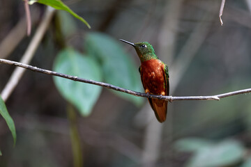 Delicate and elusive &mdash; the tiny Little Woodstar hovers like a living gem, adding magic to the Andean skies.