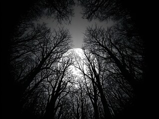 Fototapeta premium Beneath the moonlit embrace of the night, the skeletal branches of the trees reach towards the sky, creating a captivating silhouette in the forest. The full moon casts a gentle glow.