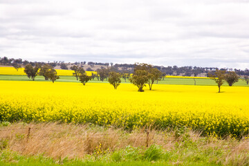 rapeseed also known as canola fields