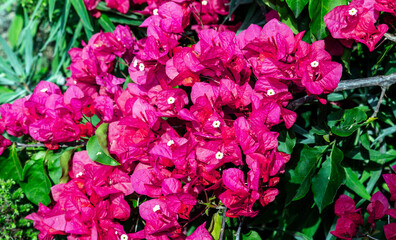 Bougainvillea in pink