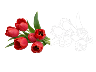 A bouquet of red tulips with green leaves and a white outline sketch of the same flowers isolated on transparent background