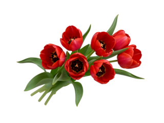 A vibrant bouquet of six red tulips with green leaves isolated on transparent background