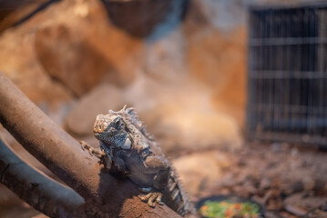 Iguana climbing a tree branch at a zoo
