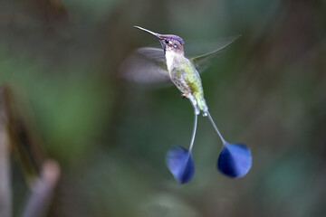 Marvel of the cloud forest: the Marvelous Spatuletail (Loddigesia mirabilis) at Huembo Reserve, Amazonas, Peru — famed for its spectacular tail feathers and delicate beauty.