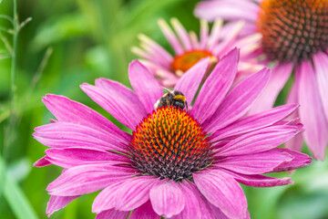 A closeup shot of a bee collecting pollen on a purple echinacea flower
