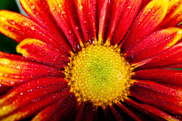 cheerful orange gazania drought tolerant