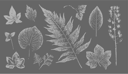 Fern botanical illustration sketch drawing on neutral gray for decorative print or natural background. Floral motif for card or invitation design.