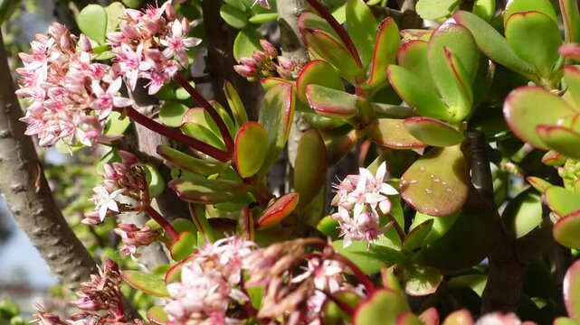 Small pink flowers of Crassula ovata, commonly known as jade plant, lucky plant, or money tree, is a succulent plant that is native to the KwaZulu-Natal and Eastern Cape provinces of South Africa
