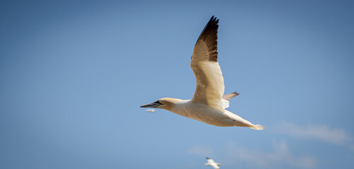 Northern gannet