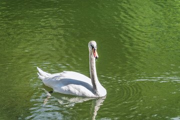 A graceful white swan swimming on a lake with dark water. The white swan is reflected in the water