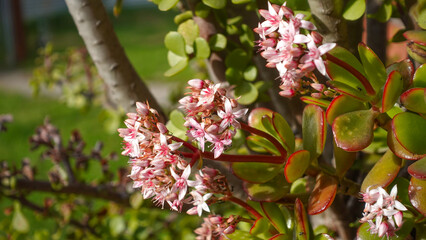 Small pink flowers of Crassula ovata, commonly known as jade plant, lucky plant, or money tree, is...