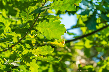 Green oak leaves background. Plant and botany nature texture. green oak leaves in woods