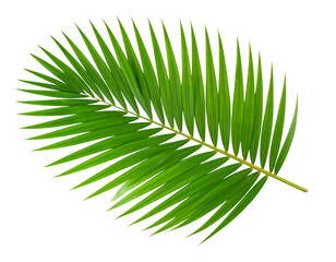 Fototapeta premium Top View of Fresh Green Palm Frond for Exotic isolated PNG with transparent background PNG