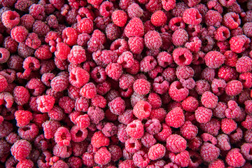 ripe raspberries from the garden