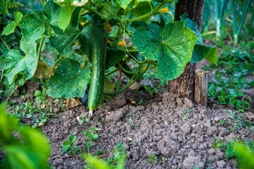 ripe cucumber in the garden