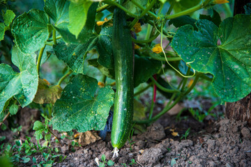 ripe cucumber in the garden