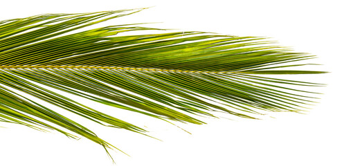Green coconut leaves on transparent background for nature and tropical concept