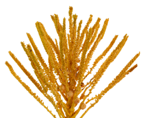 Beautiful coconut flower on transparent background