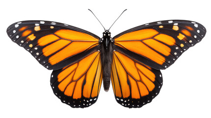 Obraz premium Isolated butterfly on transparent background with bright orange and black wings