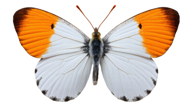 Orange white butterfly isolated on transparent background with detailed wings