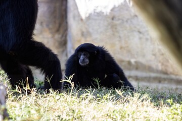 Baby siamang