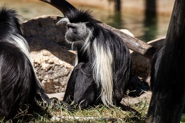 Amgolan Colobus Monkey
