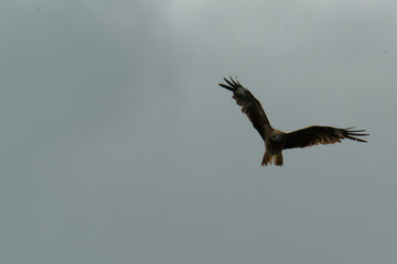 Bird of Prey Gliding in the Sky