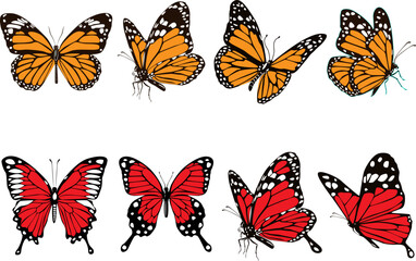 butterfly isolated on white background.The butterfly spreads its wings and is ready to fly.Set of four butterflies flying.
