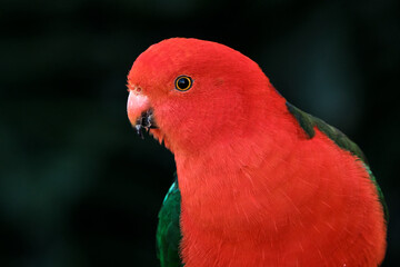 King Parrot Male on Dark Background looking to the left