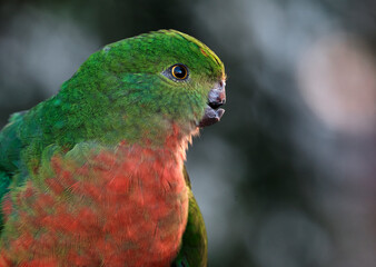 Female King Parrot with  broken beak looking to the right
